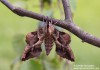 lišaj (Motýli), Phyllosphingia dissimilis, Sphingidae (Lepidoptera)